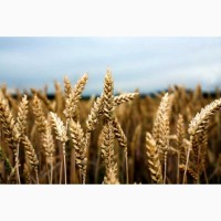 СРОЧНО продам пшеницу фуражую и классную на экспорт. От производителей и поставщиков