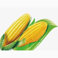 Закупаем урожай зерновых 2020 года.Кукуруза фуражная