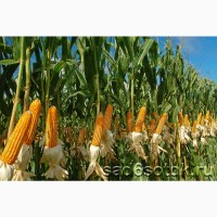 Семена кукурузы ДН Аквозор (ФАО 320)