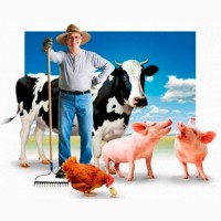 Корови, телички та бички на вирощування та мясо