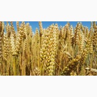 Продам пшеницю озиму посівну 1-ї репродукції. Сорт ПАТРАС