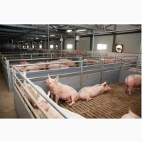 Свиноферма реалізує Товарні Свині живою вагою 100 - 105 кг