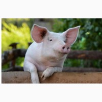 Свиноферма реалізує Товарні Свині живою вагою 100 - 105 кг