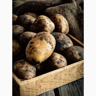 Продам картоплю вирощену на органіці