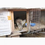 Продам кроликов Немецкий Ризен(великан)