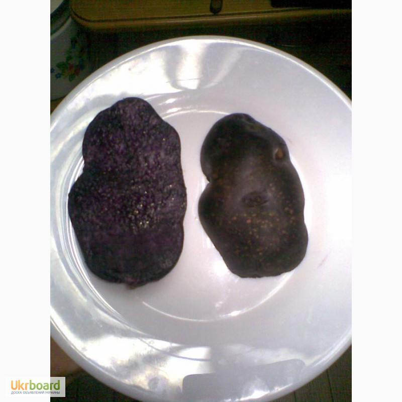 Фото 3. Продам картофель с синей и фиолетовой мякотью