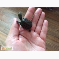 Продам черепах(прудовые и полуводные)