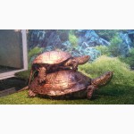 Продам черепах(прудовые и полуводные)