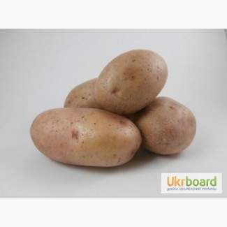 Продам картофель органический, домашний