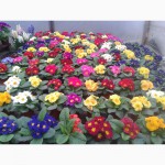 Продам цветы оптом к 14февраля, к 8 марта