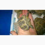 Черепаха черепашка, малята-черепашата, сухопутна середньоазійська черепаха