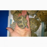 Черепаха черепашка, малята-черепашата, сухопутна середньоазійська черепаха