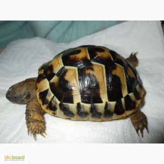 Черепашка Германна або грецька ручна черепаха розміром 10-14 см