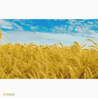 Схема вишивки хрестиком «Пшеничне поле»