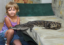 Фото 1/1. Крокодил Нильский 125 см и 85 см