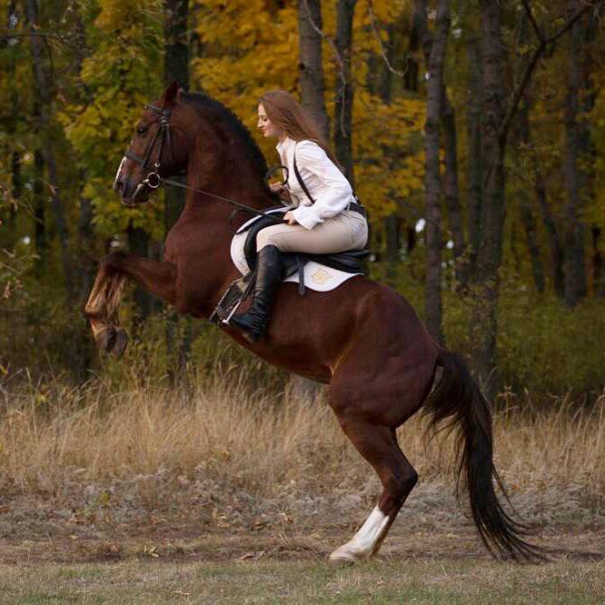 Фото 2. Конные прогулки, обучение верховой езде, фотосессии с лошадьми
