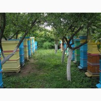 Пыльца пчелиная с Прикарпатья 2018г