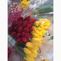 Тюльпаны оптом под срез к 8 марта. Высокое качество Крым 2019