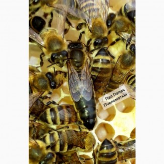 Продам плідні матки КАРПАТКИ/Договірна ціна(торг)/ мічені бджоломатки 2023 року