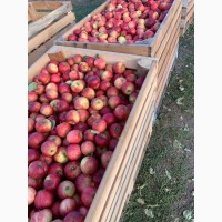 Продаем яблоки от производителя