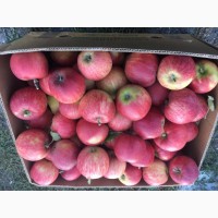Продаем яблоки от производителя
