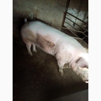 Продам свиней