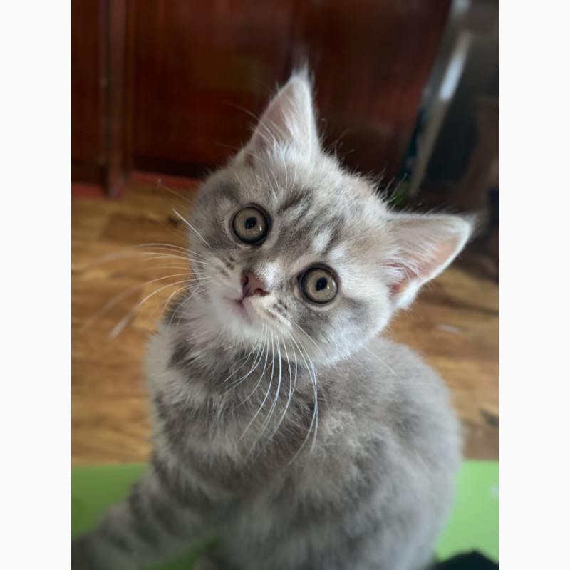 Фото 3. Британский короткошёрстный прямоухий котёнок (девочка)