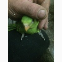 Продам папуга Краснокрилий