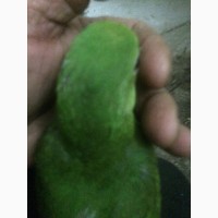 Продам папуга Краснокрилий