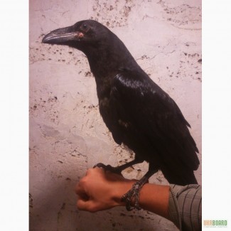 Ручной птенец черного ворона
