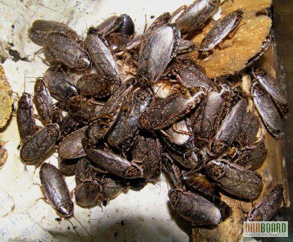 Фото 2/2. Продам Мраморный таракан (Nauphoeta cinerea)