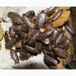 Продам Мраморный таракан (Nauphoeta cinerea)