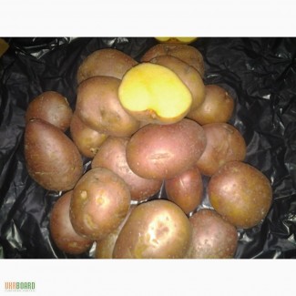 Картофель Ароза (розовый) 5,4 грн