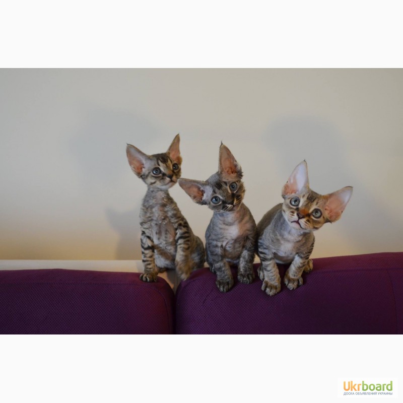 Фото 2. Продаются очаровательные котята Девон-Рекс