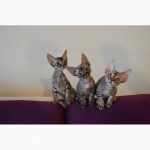 Продаются очаровательные котята Девон-Рекс