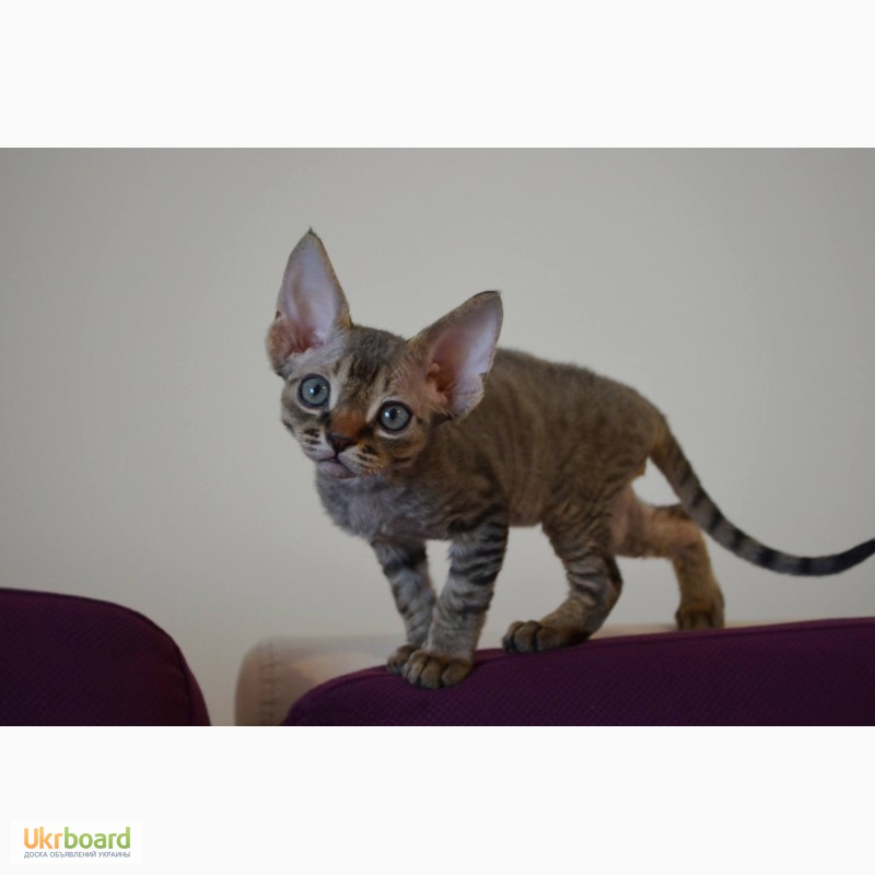 Фото 3. Продаются очаровательные котята Девон-Рекс