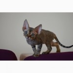 Продаются очаровательные котята Девон-Рекс