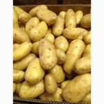 Продам картофель молодой производства Марокко