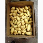 Продам картофель молодой производства Марокко