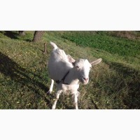 Продам дойную козу в Днепродзержинске