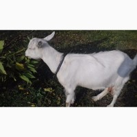 Продам дойную козу в Днепродзержинске