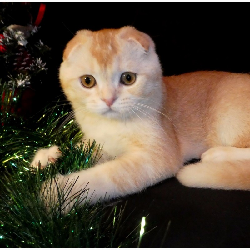 Фото 2. Рыжий тикированный шотландский вислоухий котенок по кличке Оскар, окрас ds 25. Характер