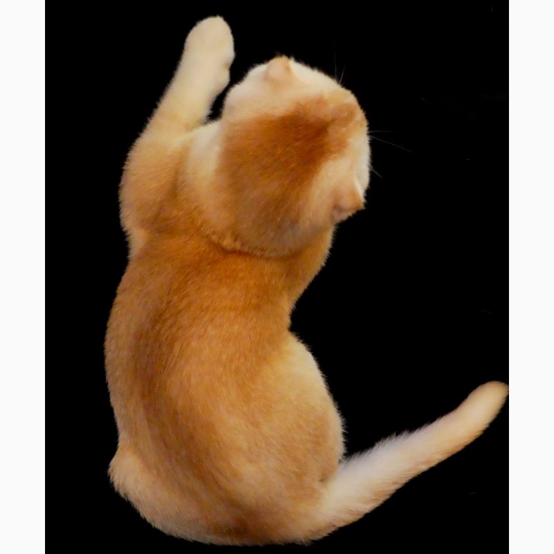 Фото 3. Рыжий тикированный шотландский вислоухий котенок по кличке Оскар, окрас ds 25. Характер