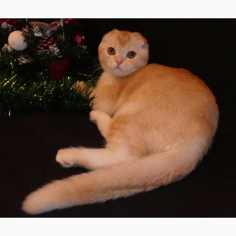 Фото 4. Рыжий тикированный шотландский вислоухий котенок по кличке Оскар, окрас ds 25. Характер