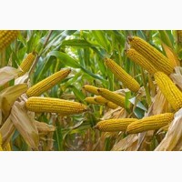 НК «ГРАН» пропонує насіння кукурудзи( Вакула, Яніс, Онікс)