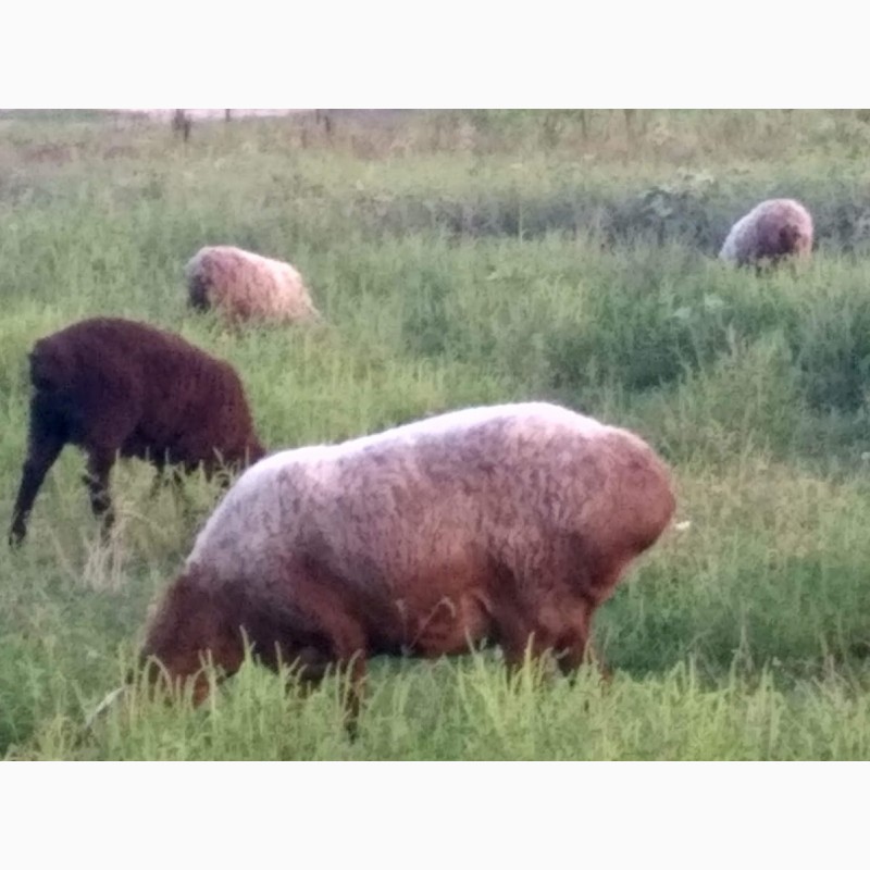 Фото 2. Продам вівці гісарської породи