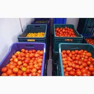 Камера хранения томатов (помидоров)