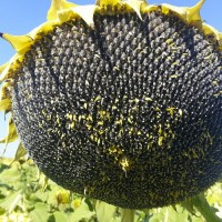 Бонд насіння сонячнику