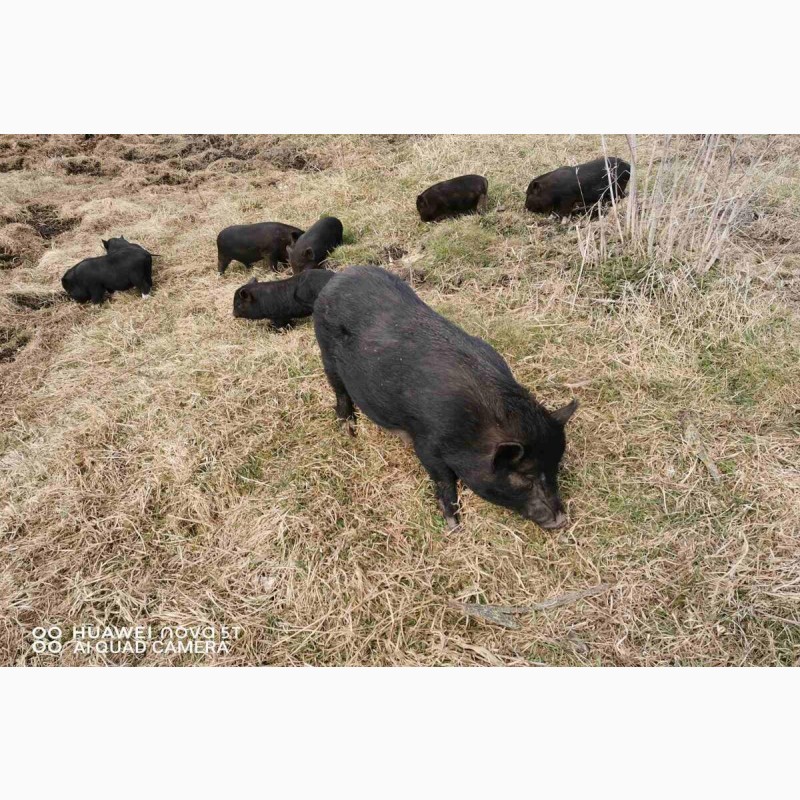 Фото 2. М#039;ясо в#039;єтнамських свиней Київ