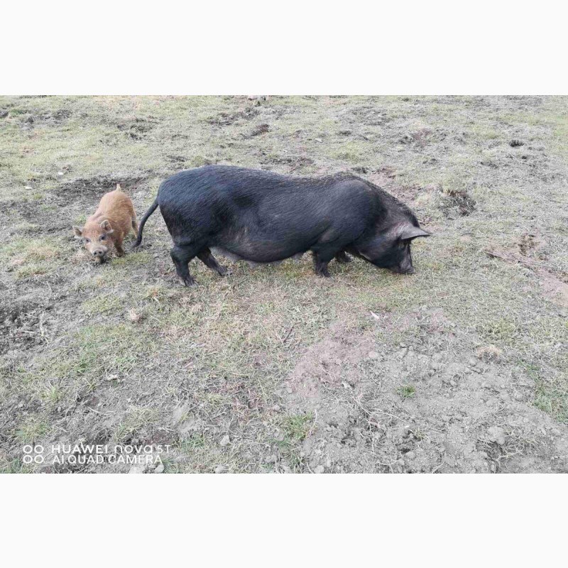 Фото 3. М#039;ясо в#039;єтнамських свиней Київ